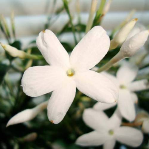 Jasmine Essential Oil 4